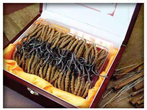 夏县冬虫夏草回收